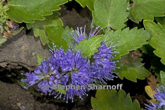 caryopteris incana 5 graphic